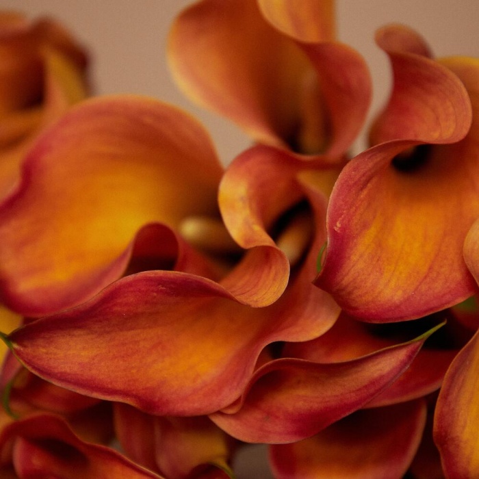 Букет «15 оранжевых Калл», фото 6
